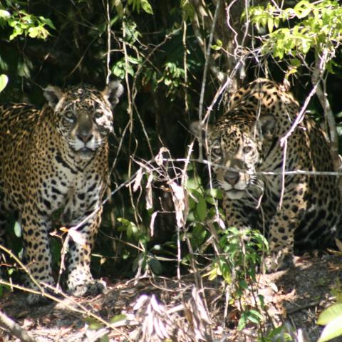 Jaguars on riverbank, Cuiaba River