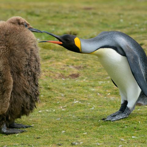 King penguin, Falkland Islands