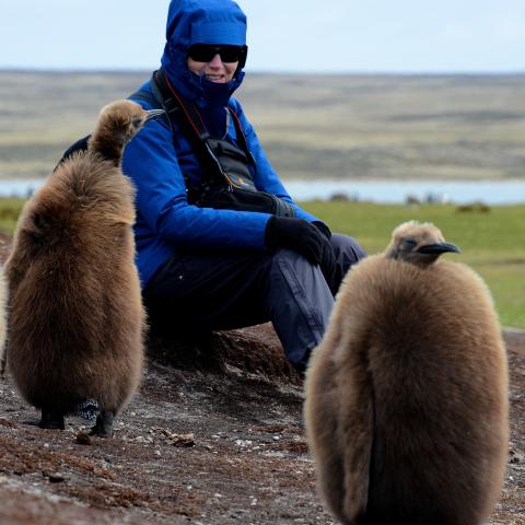 King penguin, Falkland Islands