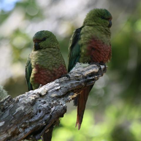 Austral Parakeet, Torres del Paine