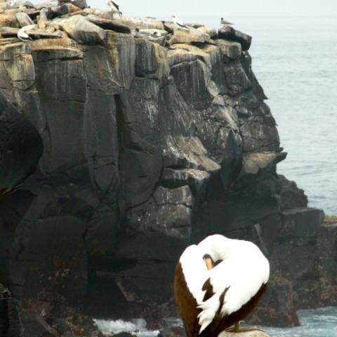 Booby on Espanola, Galapagos