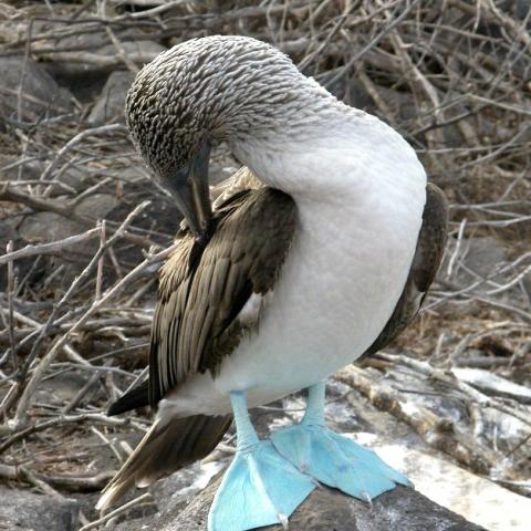 Blue-footed booby, Galapagos