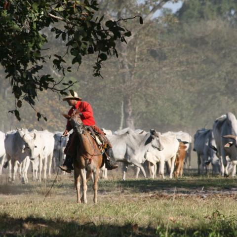 Cattle drive, Baia das Pedras