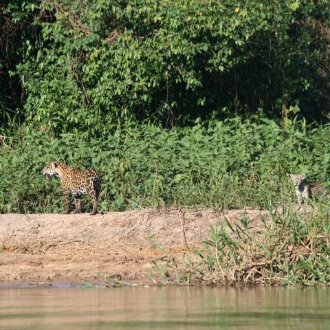 Jaguar (mother and baby) on riverbank, Cuiaba River