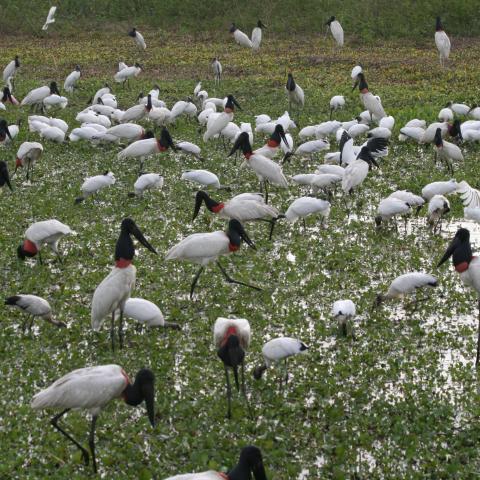 Jabiru storks, herons and egrets, Pantanal