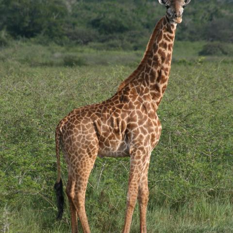 Giraffe in Akagera National Park