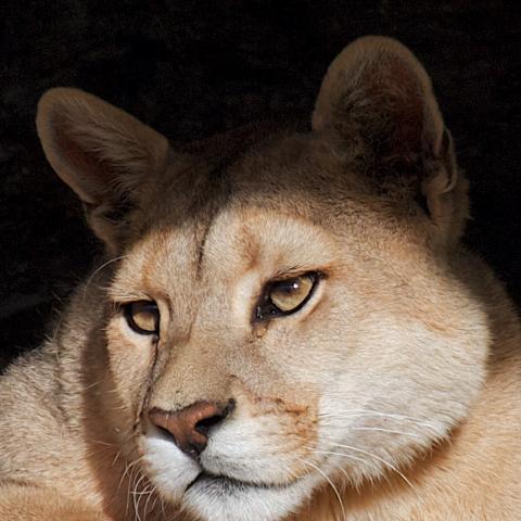 Puma, Torres del Paine