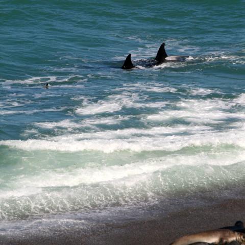 Killer Whales patrol the beach, Peninsula Valdes