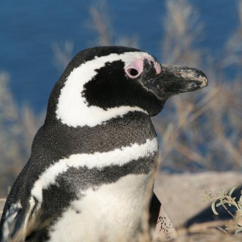 Magellanic Penguin, Peninsula Valdes