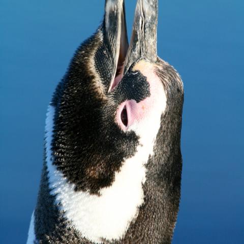 Magellanic Penguin, Peninsula Valdes