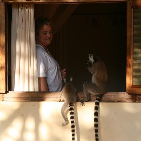 Ring-tailed lemurs at Berenty