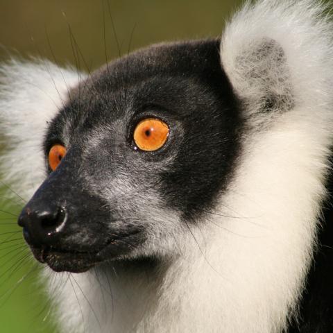 Black and white ruffed lemur at Andasibe-Mantadia National Park