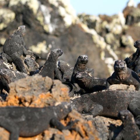 Marine iguanas, Galapagos