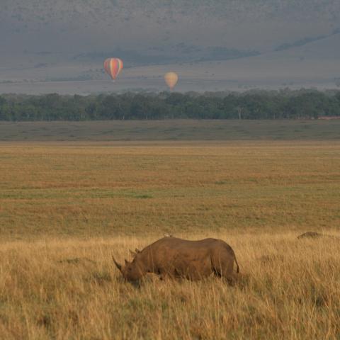 Black rhino in Masai Mara with hot air balloons behind