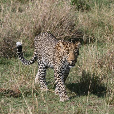 Leopard in Masai Mara