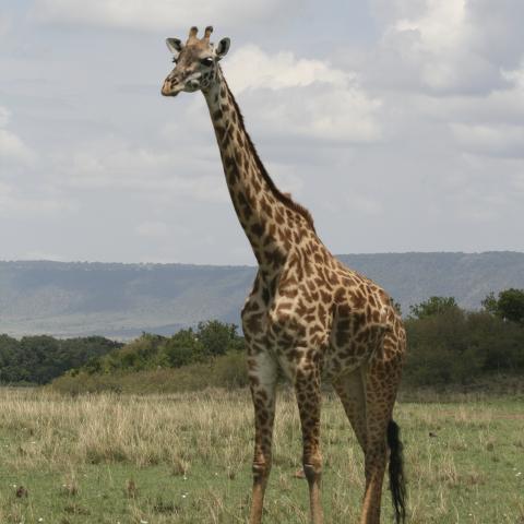 Masai giraffe in Masai Mara