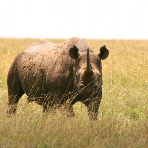 Black rhino in Masai Mara