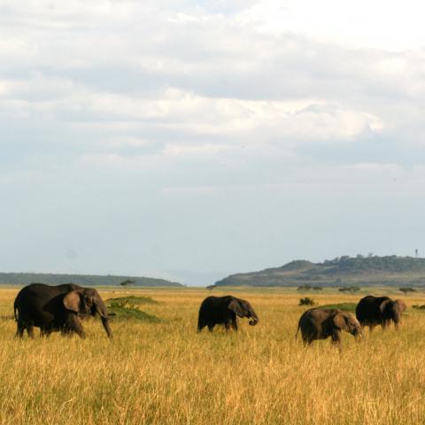 Masai Mara scenery