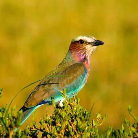 Lilac breasted roller in Masai Mara