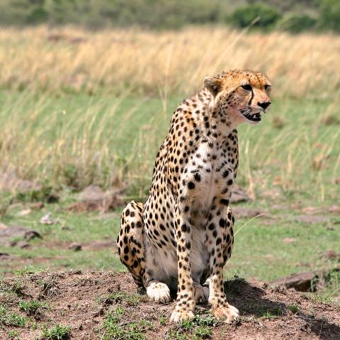 Cheetah in Masai Mara