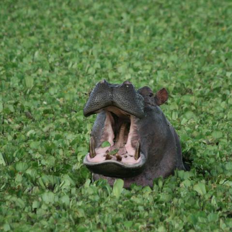 Hippo in Masai Mara