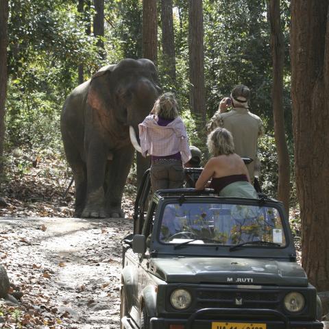 Elephant on game drive, India