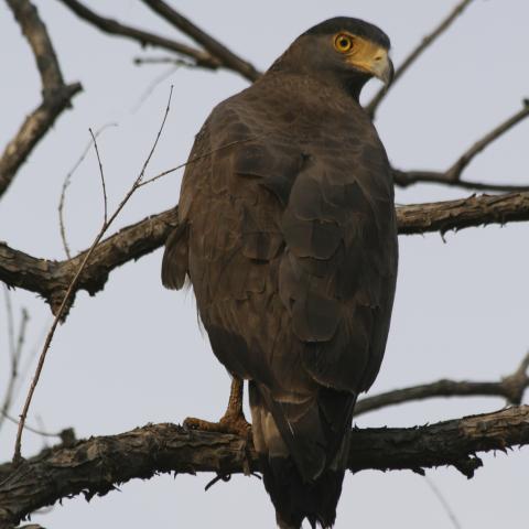 Crested serpent eagle at Corbett National Park