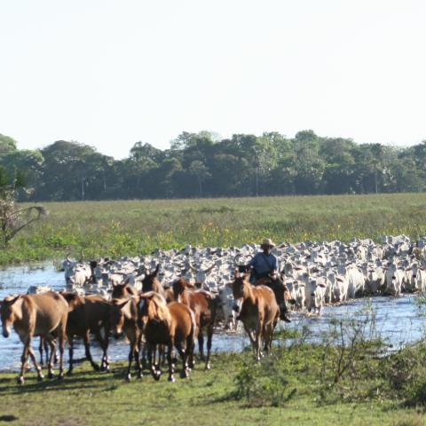 Cattle drive, Baia das Pedras