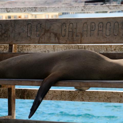 Galapagos Sea Lion