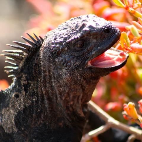 Land Iguana, Galapagos