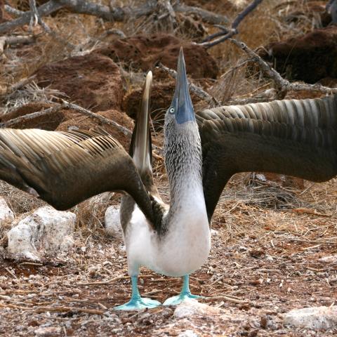 Blue-footed booby, Galapagos