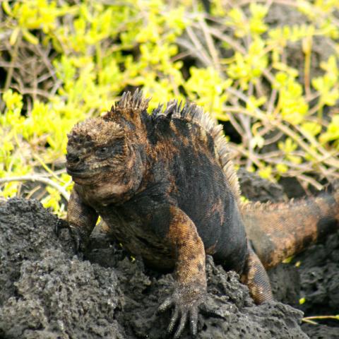Land Iguana, Galapagos