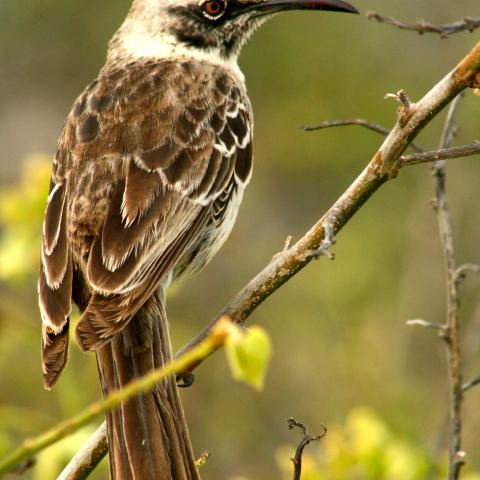 Galapagos Mockingbird