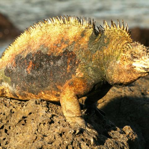 Marine iguana, Galapagos