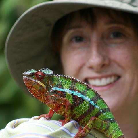 Chameleon 