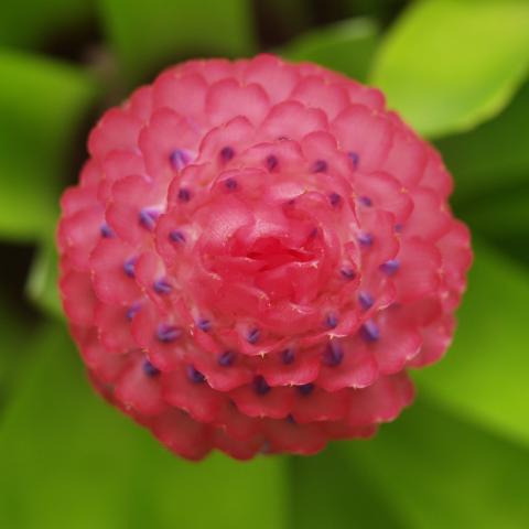 Bromeliad Bloom