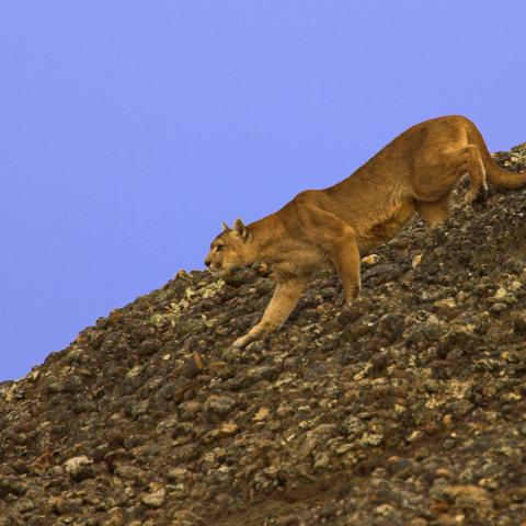 Puma, Torres del Paine