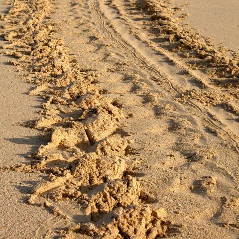 Sea Turtle tracks, Galapagos