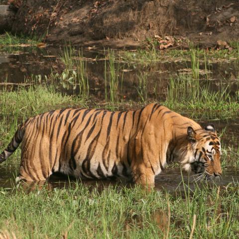 Tiger drinking