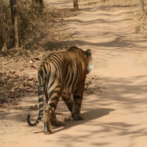 Male tiger on road 