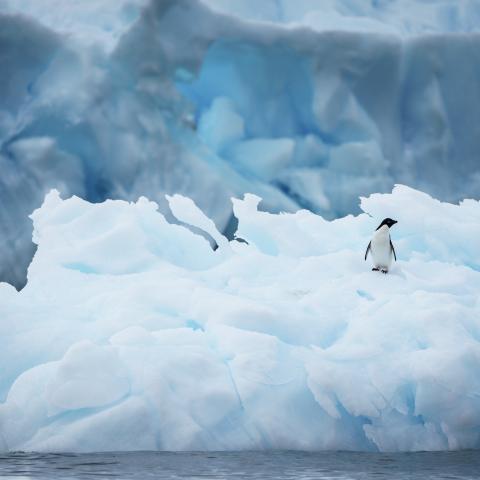 Penguin on ice, Antarctica