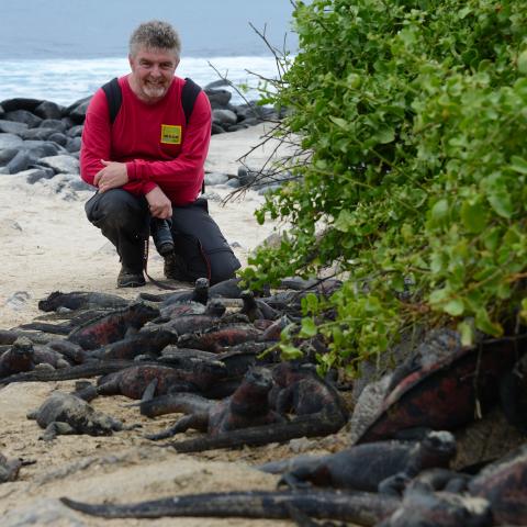 Marine iguanas, Espanola, Galapagos