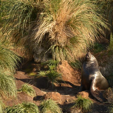 Southern sea lion, Falkland Islands