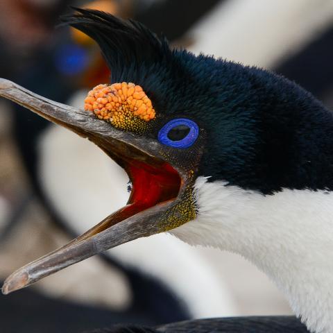 King cormorants, Falkland Islands