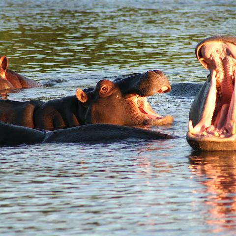 Hippo pool, Kruger