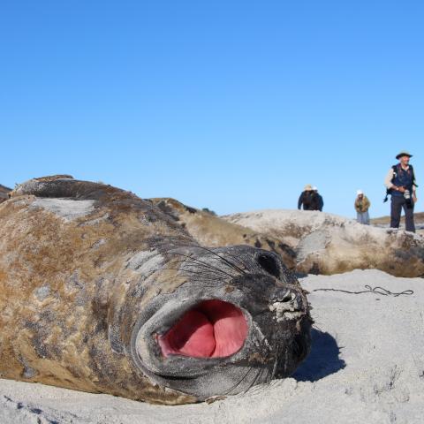 Elephant seal, Sea Lion Island