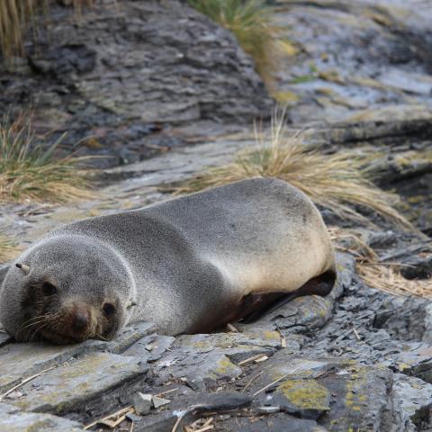 Fur seal, Falkland Islands