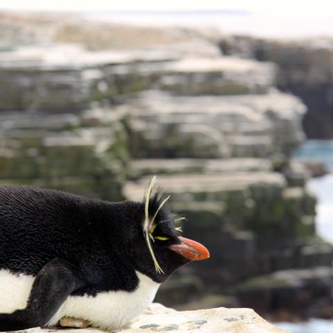 Rockhopper penguin, Sea Lion Island