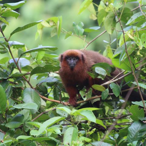 Dusky titi monkey in Tambopata Reserve