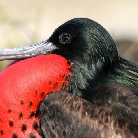 Magnificent frigatebird, Galapagos